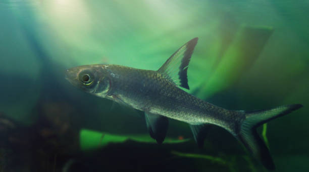 istock This little pseudo shark will liven up your aquarium 819629402