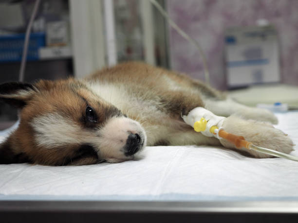 illness puppy with intravenous anything on the operating table in a veterinary clinic - infuse imagens e fotografias de stock