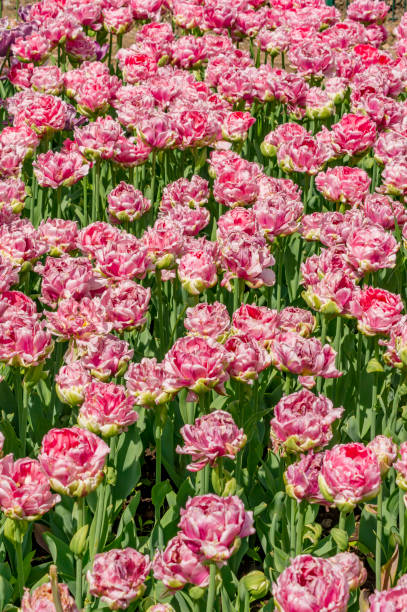 istock Field of blooming tulips 819633372
