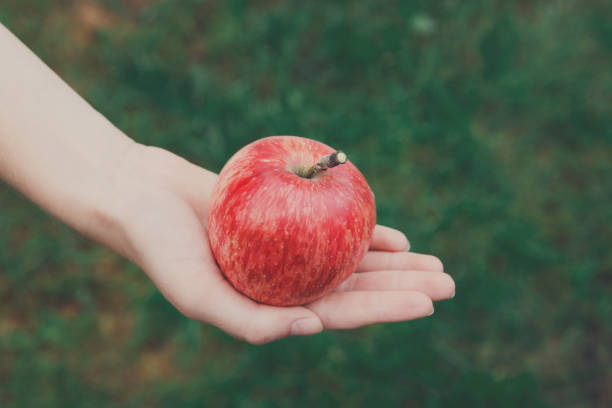 istock Hand with red ripe apple in garden 819633658