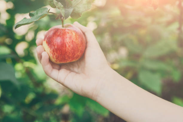 istock Child hand pick red ripe apple on tree in garden 819635688