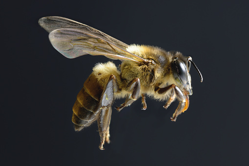 bee isolated on black background