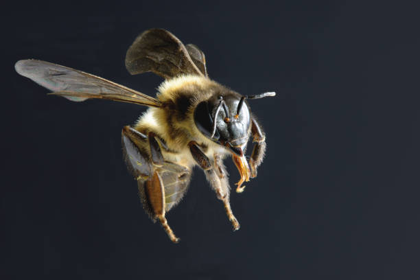 黒の背景に分離された蜂 - bee honey bee single flower honey ストックフォトと画像