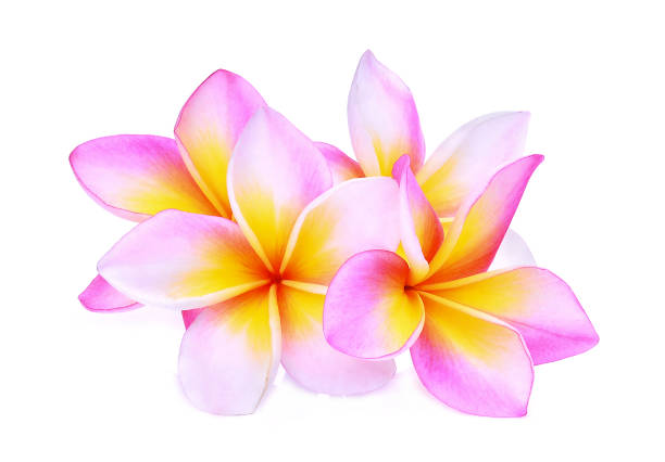 istock pink frangipani or plumeria (tropical flowers) isolated on white background 819636406
