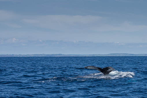 Tail of Humped Back Whale, exposed as it dives down below the surface of the sea.  Image taken off the coast of West Cork, Ireland, which is a popular place to go whale watching in the North Atlantic.  Off the coast of Baltimore, County Cork.