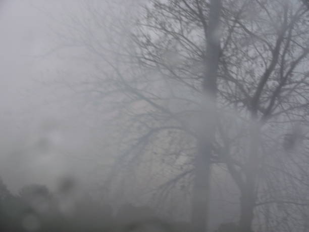 istock Trees in the fog. 819639718