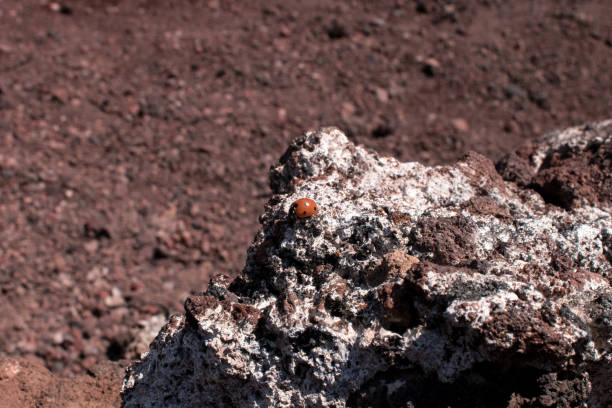 Red ladybug on a volcanic rock of the Mount Etna. Volcanic rocks that host insect colonies