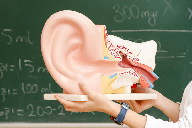 modèle de l’oreille humaine - water touching sensory perception using senses photos et images de collection