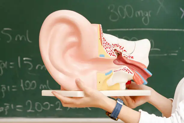 Model of a human ear