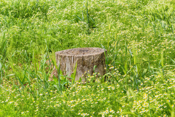 Wooden stump on a green lawn with field chamomiles on a sunny summer day