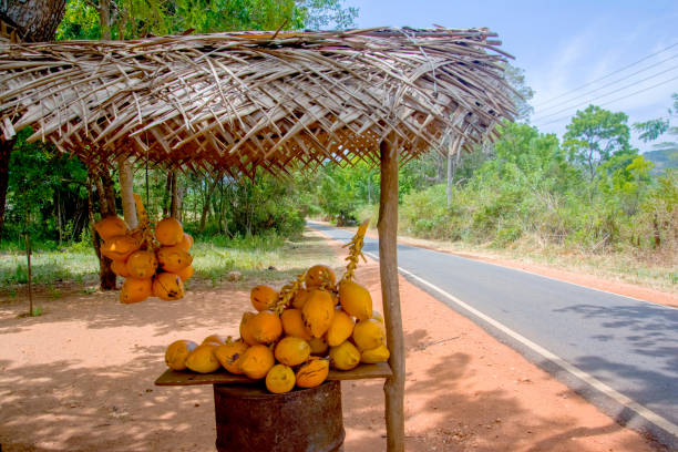 istock King Coconuts Are Displayed For Sell On Small Roadside Stall In Sigiriya 819650564