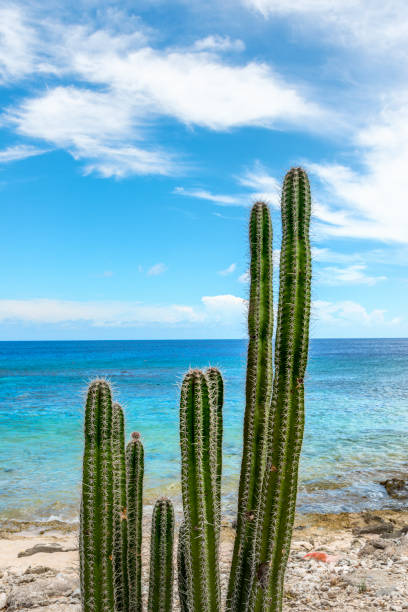 istock dessert and sea. This image is GPS tagged 819654506