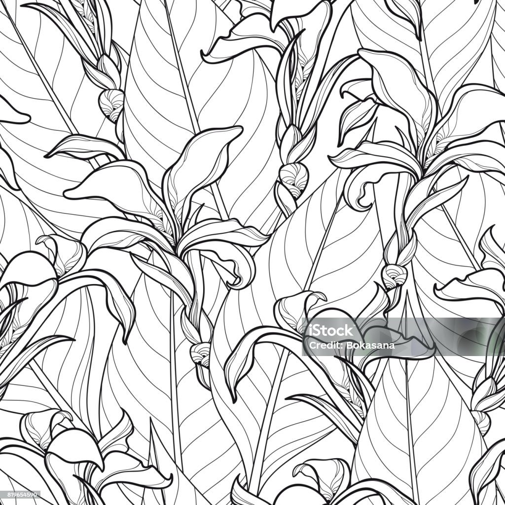Vektor Musterdesign mit reich verzierten Canna Lily oder Canna Blüte und Blätter in schwarz auf weißem Hintergrund. - Lizenzfrei Muster Vektorgrafik