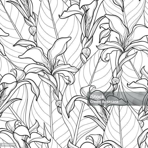 Vector Seamless Pattern With Ornate Canna Lily Or Canna Flower And Leaves In Black On The White Background Stock Illustration - Download Image Now