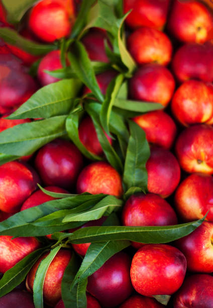 sfondo nettarina - frutta di ciliegia biologica fresca. composizione della cornice dei frutti sulla bancarella del mercato da vicino - nectarine peach red market foto e immagini stock