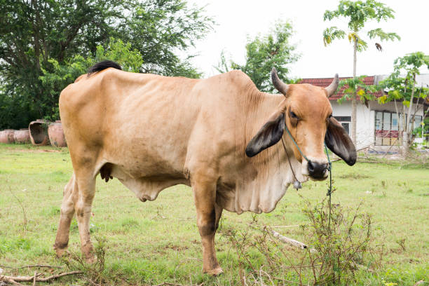 istock Thailand female cow color brown 819665340