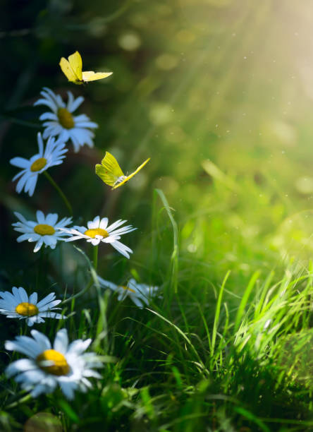 istock art abstract spring background or summer background with fresh flowers and butterfly 819670668
