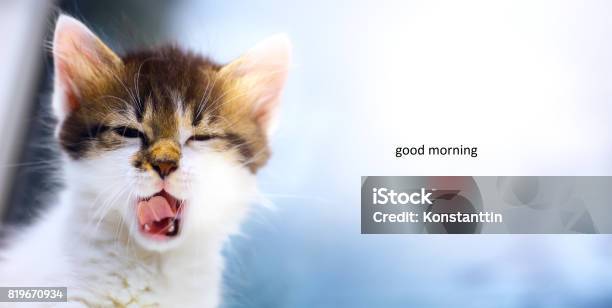Nvexed Cat Mad Kitten Face Stock Photo - Download Image Now - Domestic Cat,  Humor, Anger - iStock