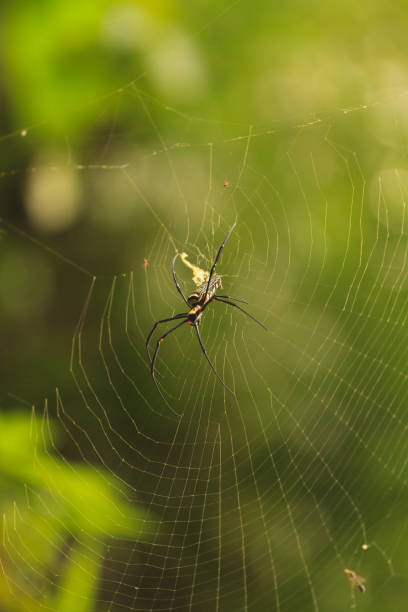 istock Nephila Maculata, Giant Wood Spider 819670958