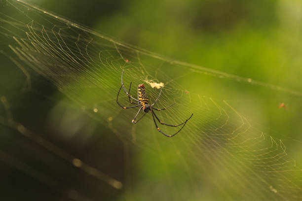 istock Nephila Maculata, Giant Wood Spider 819671030