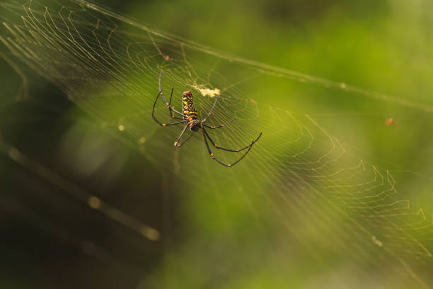 istock female Golden Web Spider Nephila pilipes 819671084