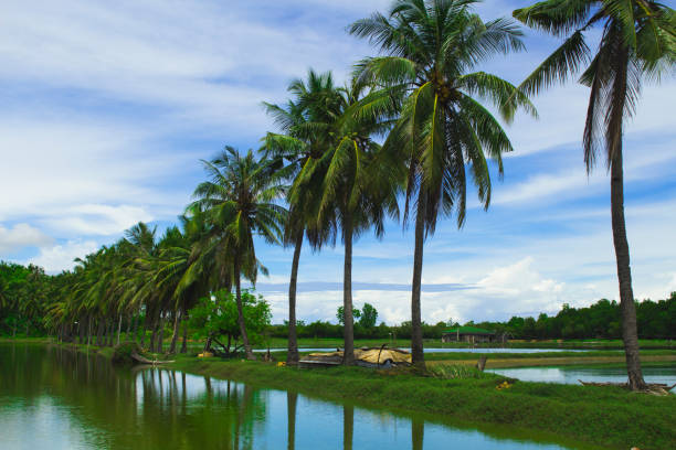 istock Fluffy coco palm tree between two ponds. Rice paddles and palms. 819675116