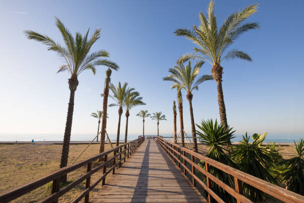 wooden footway and palm trees in Beach of Benicassim - fotografia de stock