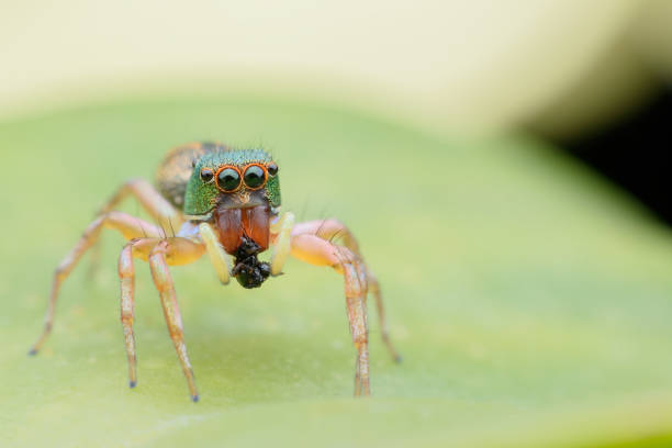 istock Super Macro Cosmophasis or Jumping spider eating its prey on green leaf 819689732