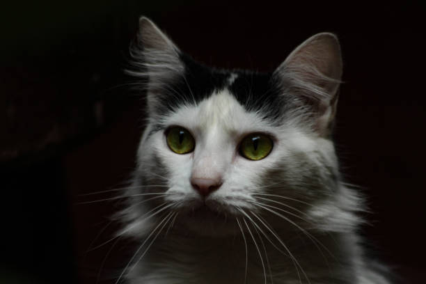 istock Domestic cat (fellis catus) portrait 819689748