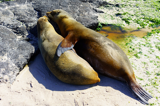 Couple of sea lions are sleeping on volcanic rocks of San Cristobal, Galapagos Islands, Ecuador.