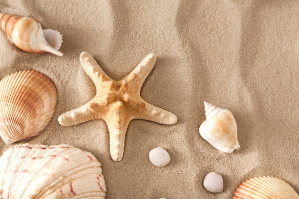 istock Sea beach sand and seashells background, natural seashore stones and starfish 819689994
