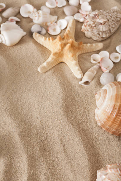 istock Sea beach sand and seashells background, natural seashore stones and starfish 819690092