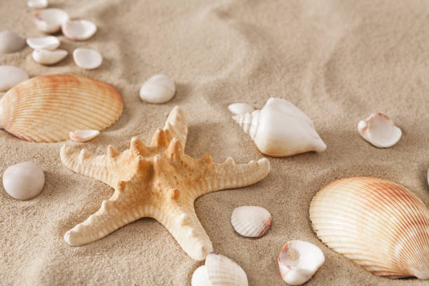 istock Sea beach sand and seashells background, natural seashore stones and starfish 819690138