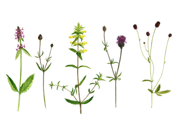 istock Set of watercolor drawing flowers and plants 819690148