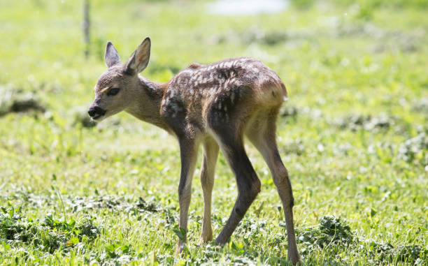 istock baby deer, wildlife background 819690158