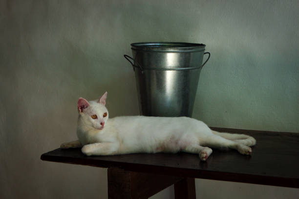 Portrait of young beautiful stray cat.Istanbul - Turkey.