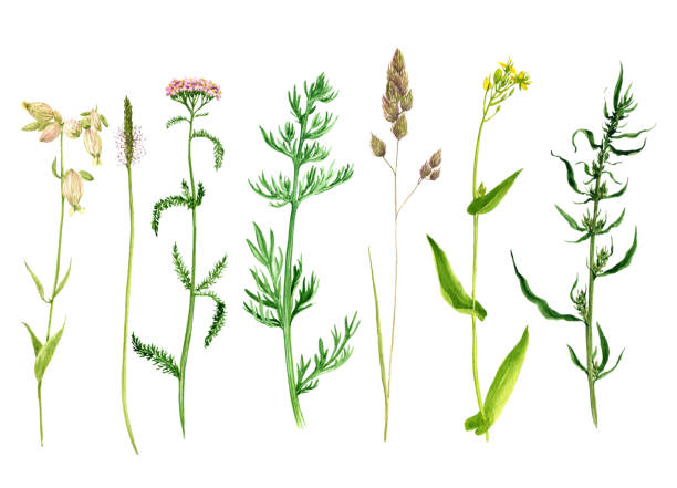 istock Set of watercolor drawing flowers and plants 819690228