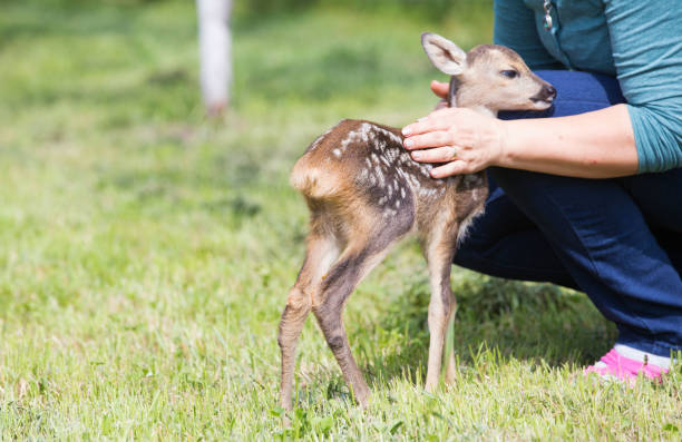 istock baby deer, wildlife background 819690316