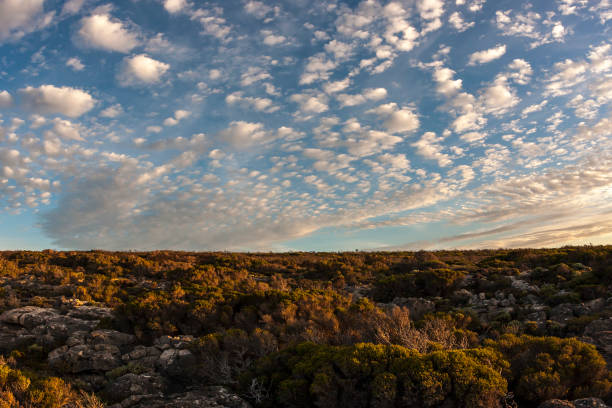 캥거루 섬 해안선, 사우스 오스트레일리아입니다. - kangaroo island australia south australia weathered 뉴스 사진 이미지