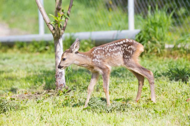 istock baby deer, wildlife background 819690474