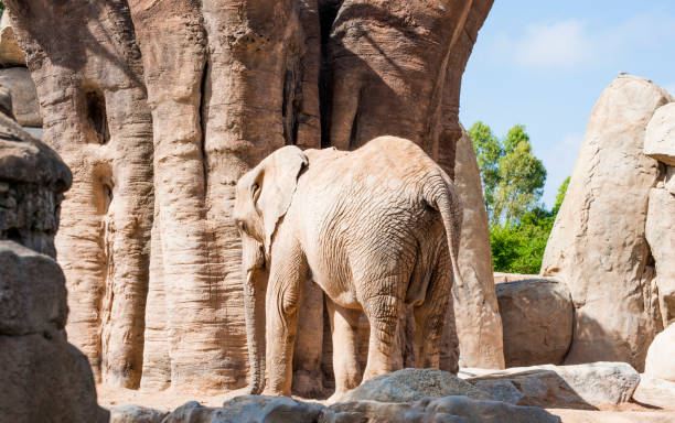 éléphant marchant loin - safari animals elephant rear end animal nose photos et images de collection