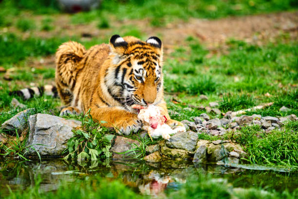 little tiger cub eats meat.  Tiger Eating little tiger cub eats meat.  Tiger Eating feirce stock pictures, royalty-free photos & images