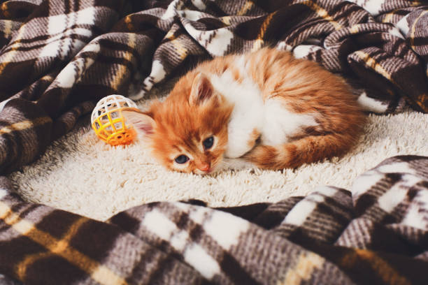 istock Sad Red orange kitten at plaid blanket 819698938