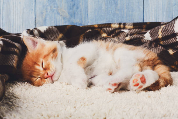 istock Red orange kitten at blue wood 819699024