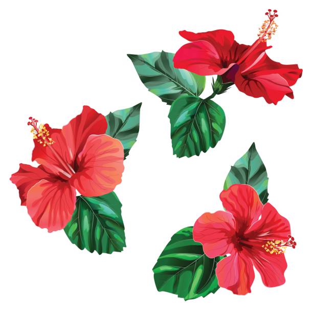 Three beautiful red hibiscus flowers with leaves Three beautiful red hibiscus flowers with leaves. Watercolor effect. Vector illustration in eps10 format. pistil stock illustrations