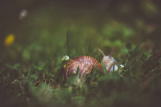 Small snail making its way across moss and soil in a lush garden setting