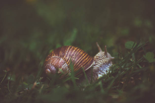 caracol da borgonha na grama verde - snail environmental conservation garden snail mollusk - fotografias e filmes do acervo