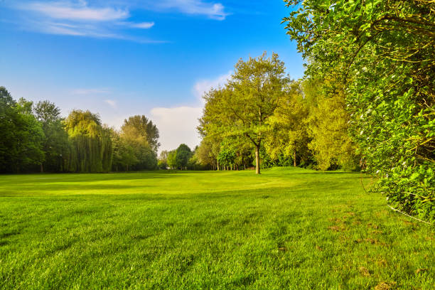 istock green grass field meadow. landscape panorama 819710068