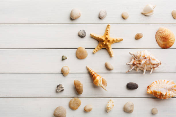 istock Seashells on white wood, sea vacation background 819710114