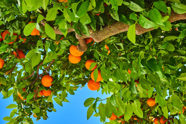 istock clementines ripening on tree against blue sky. Tangerine tree. Oranges on a citrus tree 819710160